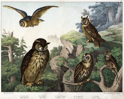 a: Gufo dorato (Bubo ignavus), b: Hulotte (cat-huant) (Asio shell), c: Gufo selvatico (Syrnium aluco), d: Gufo (Strix flammea), e: Gufo (Athene noctua) - in "Storia naturale degli uccelli", ed. Hoepli, Milano da Unknown artist