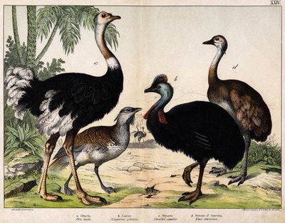 a: Grande otarda (Otis tarda), b: Casuario (Casarius galeatus), c: Struzzo africano (Struthio camelus), d: Nandon (Rhea Americana) - In 