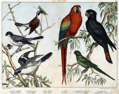 a: Averla grigia (Lanius excubitor), b: Averla del nord (Lanius collurio), c: Averla dal petto rosa (Lanius linor), d: Ara rossa (Ara macao), e: Pappagallo di Alessandria (Palaeornis Alexandria), f: Cacatua di Banks (Calyptorynchus banksii) - in 