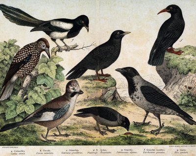 a: Cornacchia grigia (Corvus cornix), b: Taccola (Corvus monedula), c: Ghiandaia (Garrulus glandarius), d: Nocciolaia (Nucifraga caryocatactes), e: Gracchio alpino (Pyrrohocorax alpinus), f: Gracchio corallino (Pyrrhocorax pyrrhocorax) - in 