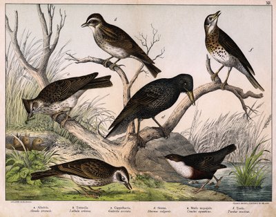 a: Allodola del nord (Alauda arvensis), b: Allodola lulu (Lullula arborea), c: Cappellaccia (Galerita cristata), d: Storno sansonetto (Sturnus vulgaris), e: Merlo acquaiolo (Cinclus aquaticus), f: Tordo (Turdus musicus) - in "Storia naturale degli uccelli" da Unknown artist