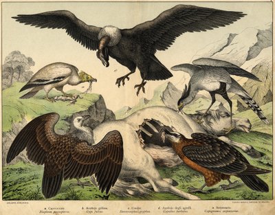 a: Percnopterus (Neophron percnopterus), b: Avvoltoio grifone (Gyps fulvus), c: Condor (Sarcoramphus gryphus), d: Avvoltoio degli agnelli (Gypaetus barbatus), e: Serpentario (Gypogeranus serpentarius) - in "Storia Naturale degli Uccelli", ed. Hoepli, Milan da Unknown artist