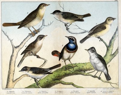 a: Usignolo (Luscinia vera), b: Pettazzurro (Cyanecula suecica), c: Capinera (Sylvia atricapilla), d: Sterpazzola (Sylvia ciciera), e: Beccafico (Sylvia salicaria), f: Bigiarella (Sylvia curruca), g: Canapino (Hypolais icterina) - in 