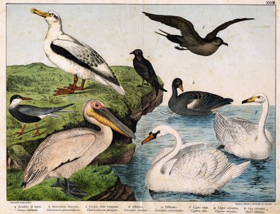 a: Rondine di mare (Sterna hirundo), b: Stercorario mezzano (Stercorarius pomarinus), c: Uccello delle tempeste (Thalassidroma pelagica), d: Albatros (Diomedea exulans), e: Pellicano (Pelecanus onocrotalus), f: Cigno reale (Cygnus olor), g: Cigno selvatico da Unknown artist