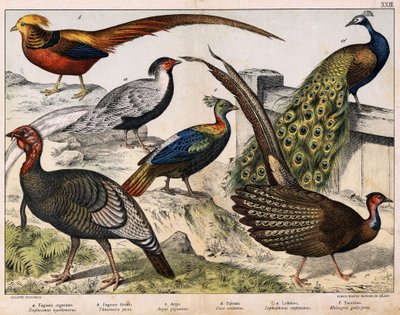 a: Fagiano argentato (Euplocamus nycthemerus), b: Fagiano dorato (Thaumalea picta), c: Fagiano maestoso (Argus giganteus), d: Pavone blu (Pavo cristatus), e: Lophophorus impeyanus, f: Tacchino (Meleagris gallo-pavo), in "Storia naturale degli uccelli", ed. da Unknown artist