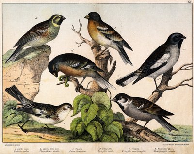 a: Passero (Emberiza circlus), b: Passero della neve (Plectrophanes nivalis), c: Passero (Pour domesticus), d: Fringuello (Fringilla coelebs), e: Fringuello del nord (Fringilla montifringilla), Niverolle (Montifringilla nivalis) - in 