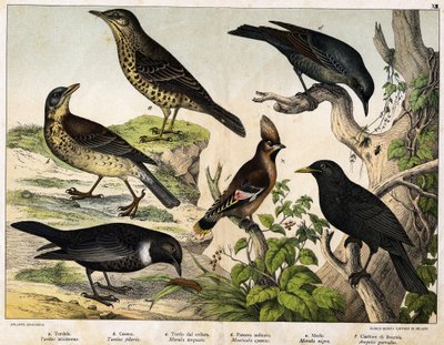 a: Tordo (Turdus viscivorus), b: Tordo (Turdus pilaris), c: Merlo (Merula torquata), d: Merlo azzurro (Monticola cyanus), e: Merlo (Merula nigra), f: Beccofrusone (Ampelis garulus) - in 