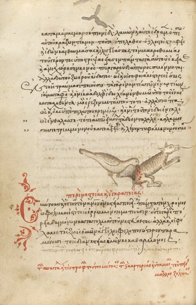 Un uccello che becca un animale da Unknown artist