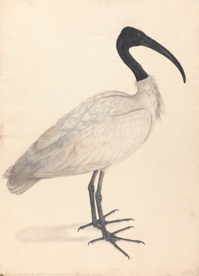 Un uccello indiano bianco e nero, (uno di una coppia) da Unknown artist