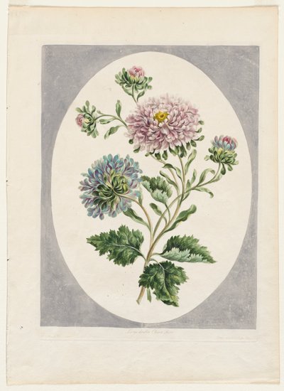 Una collezione di fiori disegnati dalla natura: Grande astro cinese doppio da Unknown artist