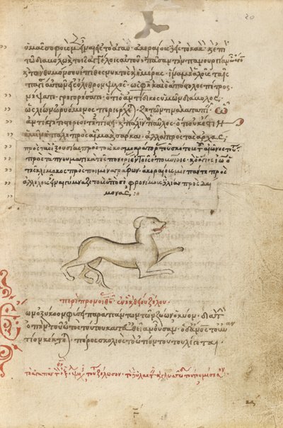 Un cane da Unknown artist