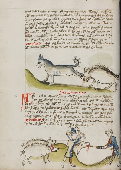 Un asino che prende a calci un cinghiale; un maiale che viene macellato da Unknown artist