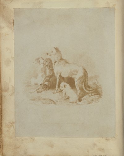 [Un gruppo di cinque cani] da Unknown artist