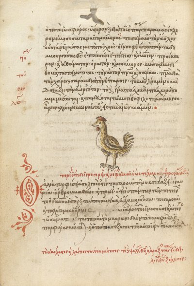 Una gallina da Unknown artist