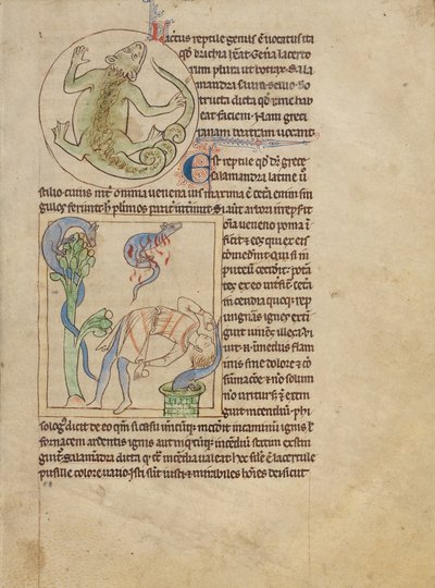 Una lucertola; salamandre da Unknown artist