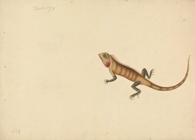 Una Lucertola con Schizzi di uno Scorpione e un Ragno da Unknown artist