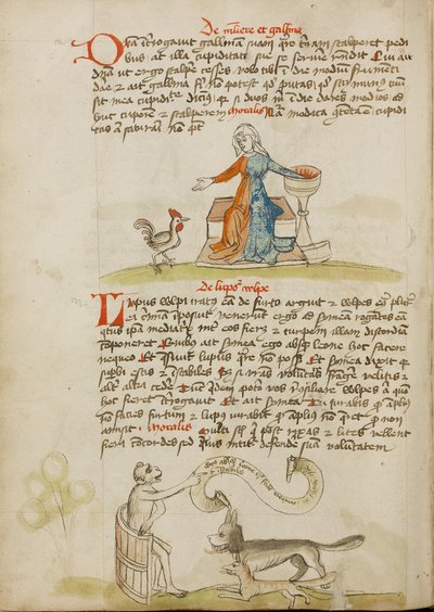 Una donna con un recipiente e una gallina; una scimmia che istruisce una volpe e un lupo da Unknown artist