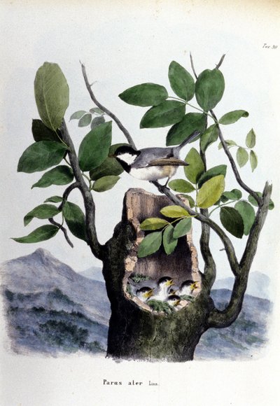 Tavola che rappresenta un uccello comune (o passero) vicino al suo nido. da Unknown artist