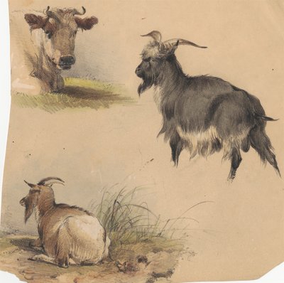 Una mucca e due capre da Unknown artist