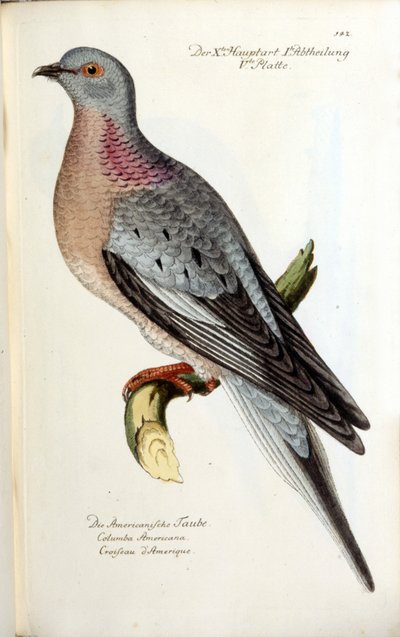 Una colomba migratrice, ora estinta. Carta zoologica dopo Fritsch da Unknown artist