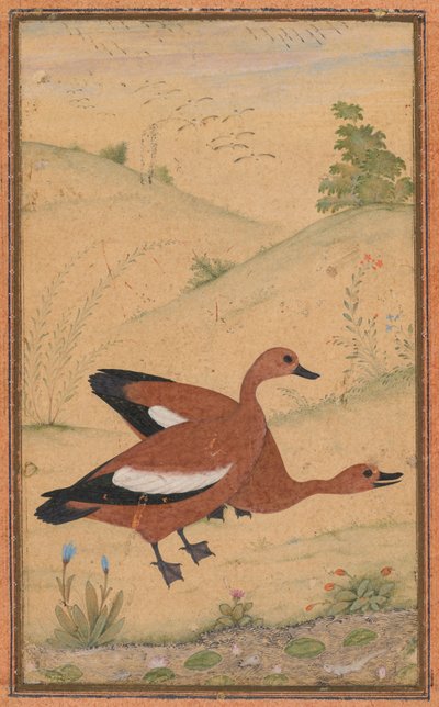 Una coppia di anatre Brahminy da Unknown artist