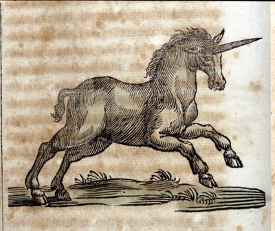 Unicorno, animale mitologico - Incisione da un