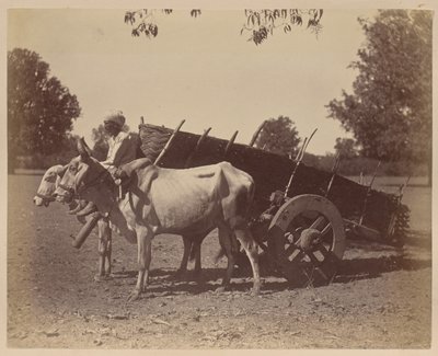 Carrello agricolo, Guzerat da Unknown artist
