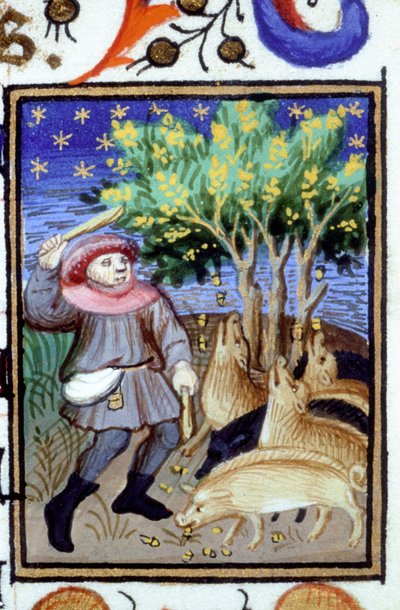Rappresentazione allegorica di Novembre. Un uomo con un gruppo di maiali che mangiano ghiande. Miniatura di un manoscritto del XIV secolo. da Unknown artist
