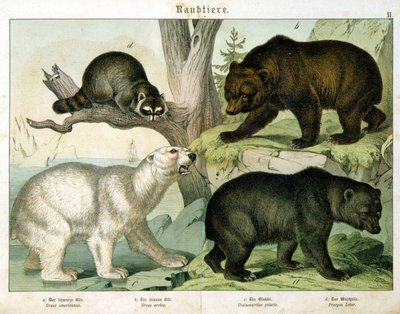 Orso americano, orso bruno, orso polare e marsupiale - in "Natural history of mammals", ed. Schreiber, Monaco da Unknown artist