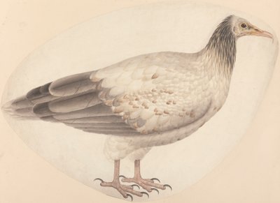 Un Avvoltoio Egiziano da Unknown artist
