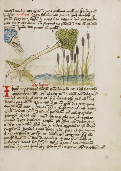 Un albero di quercia sradicato da un forte vento da Unknown artist