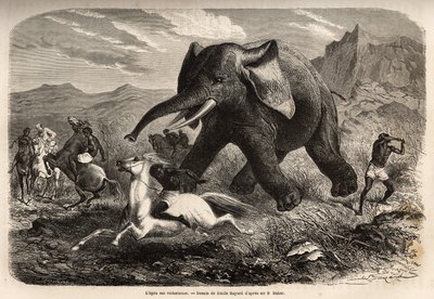 Un elefante termina la truppa che lo inseguiva e carica i cacciatori a cavallo, mentre uno dei cacciatori arma il braccio per fermarlo e finirlo con una palude. Incisione per illustrare l
