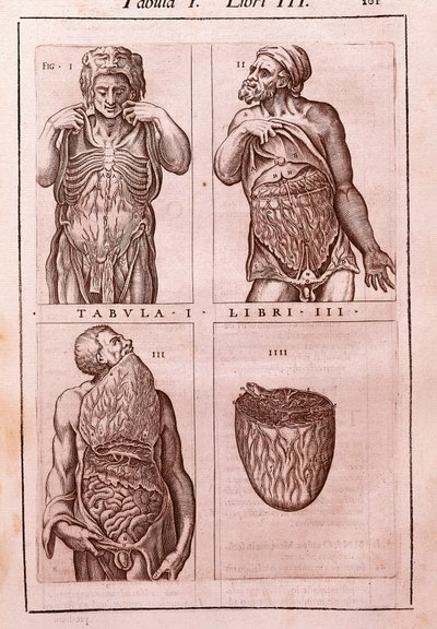 Tavola anatomica che rappresenta: le dimensioni, i muscoli dell