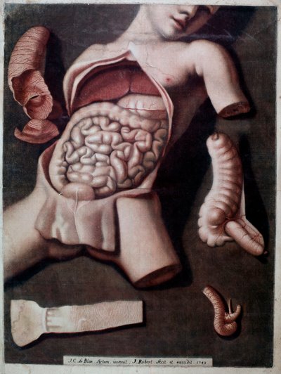 Tavola anatomica che rappresenta l