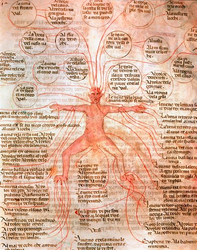 Carta anatomica che illustra la circolazione del sangue da Unknown artist