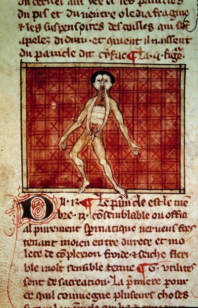 Figura anatomica: pelle, torace aperto. Miniatura dal manoscritto Chirurgia (Folio 11v) scritto da Enrico di Mondeville da Unknown artist