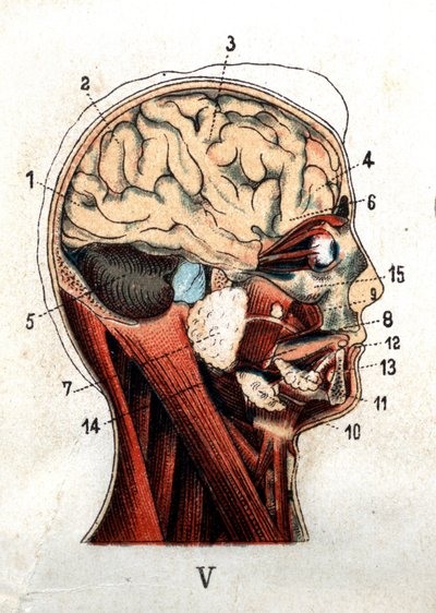 Anatomia: sezione trasversale del cranio umano, sezione del cervello e del viso. La tavola rappresenta le ghiandole a livello del cranio, i lobi e il cervelletto. "La nuova medicina naturale" di F.E. Bilz. 1898 da Unknown artist