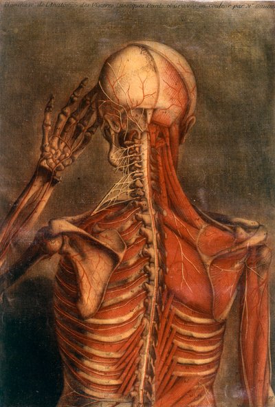 Anatomia del corpo umano: corteccia vista da dietro da Unknown artist
