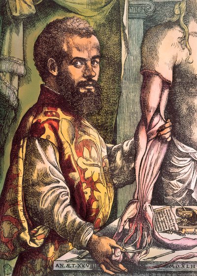 Andrea Vesalio da Unknown artist