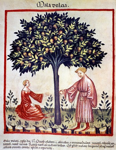 Raccolta di mele. Miniatura dal 