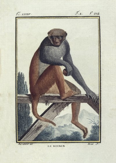 BUFON, Georges-Louis Leclerc, conte di (1707-1788). Macachi rhesus. Illustrazione della 