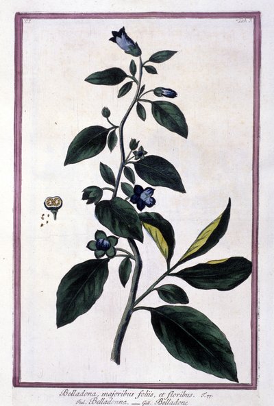 Belladonna, fiori e bacche. Pianta velenosa usata in medicina. Incisione da un erbario del XIX secolo da Unknown artist