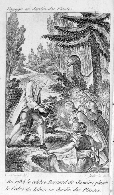 Bernard de Jussieu, botanico francese (1699-1777) pianta un cedro del Libano nel giardino delle piante a Parigi da Unknown artist