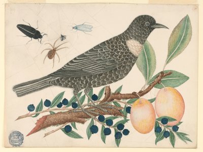 Uccello Nero con Mirtilli e Albicocche da Unknown artist