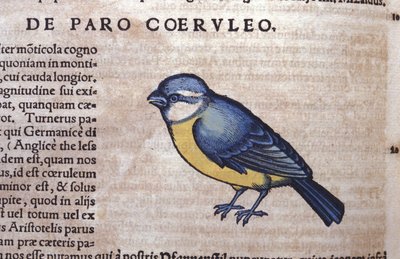 Passero azzurro in Historia Animalium di Conrad Gesner (1516 - 1565), Tiguri da Unknown artist