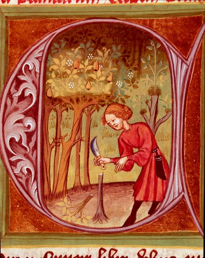 Botanica: un giardiniere che pratica un trapianto. Miniatura tratta da "Il Rusticano o Libro del Profitto Campestre e Rurale" (Rerum ruralium commodorum) di Pietro de Crescenzi (Pietro Crescenzi) (1233-1320) XIV secolo Praga, Biblioteca Nazionale da Unknown artist