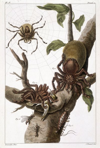 Tavola botanica: 1) Ragno del Suriname su guava e bozzolo di bruco 2) stesso ragno che divora un colibrì quindi nome Aranea avicularia Linn 3) Cacciatore di ragni di Linneo, Suriname 4) Formica del Suriname 5) Ninfa di questa formica 6) Formica alata - in  da Unknown artist