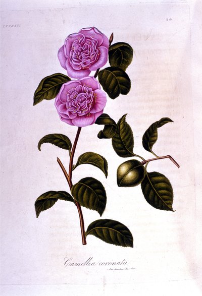 Tavola botanica: Camelia. Incisione del XIX secolo da Unknown artist
