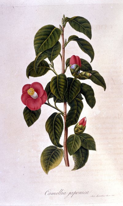 Tavola botanica: Camelia dal Giappone. Incisione del XIX secolo da Unknown artist
