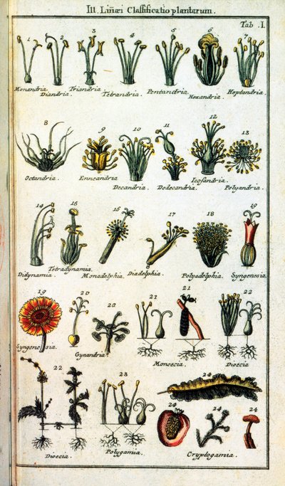 Tavola botanica: Classificazione delle piante di Carl von Linne (1707-1778), naturalista svedese in "Compendium Botanices Systematis Linnean". da Unknown artist